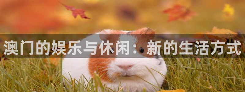 琳琅娱乐：澳门的娱乐与休闲：新的生活方式
